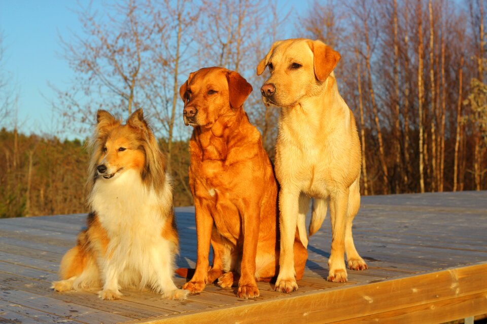 Trio dogs together dogs standing