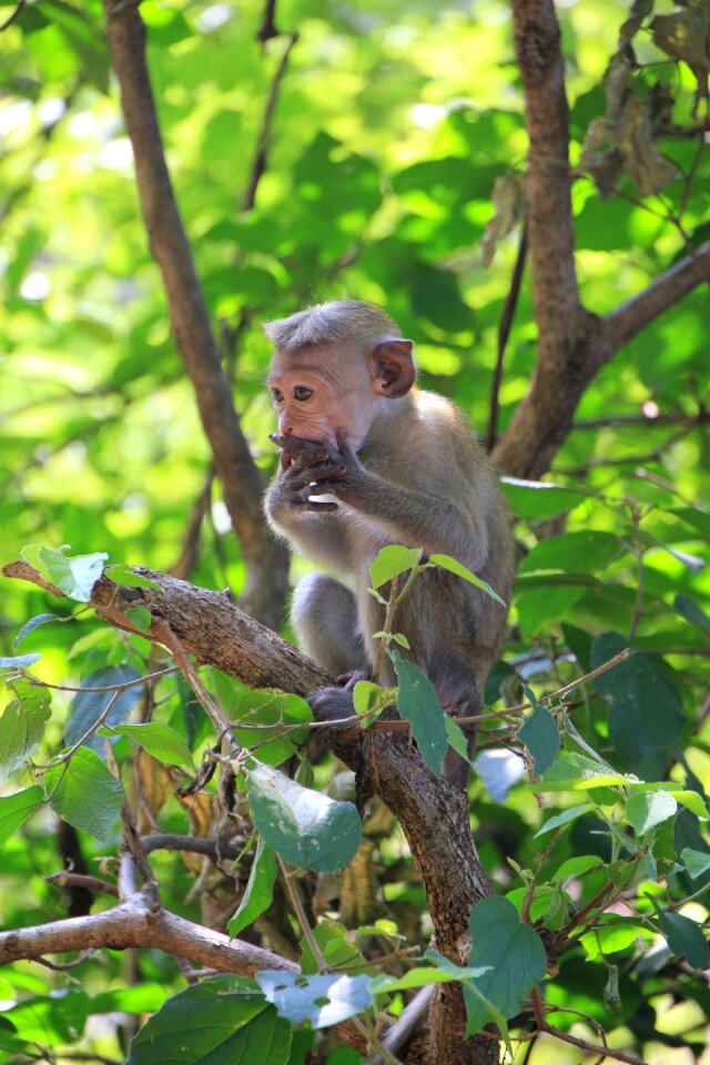 Animal primate nature