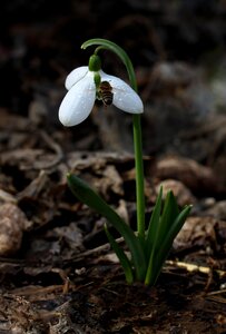 Bee spring flower