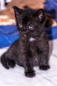 Young cat cat snuggle photo