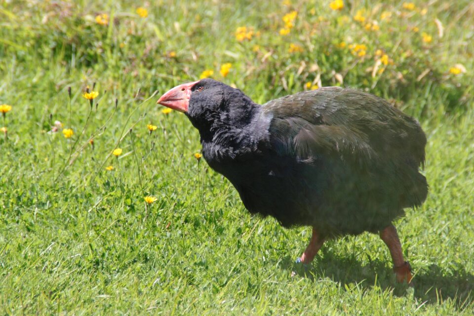 Native flightless indigenous