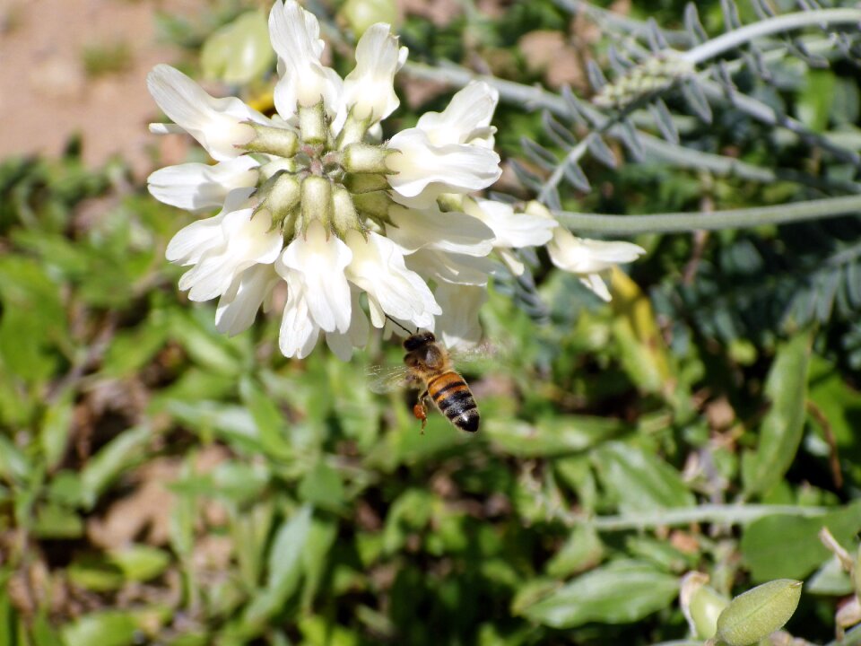 Insect pollination