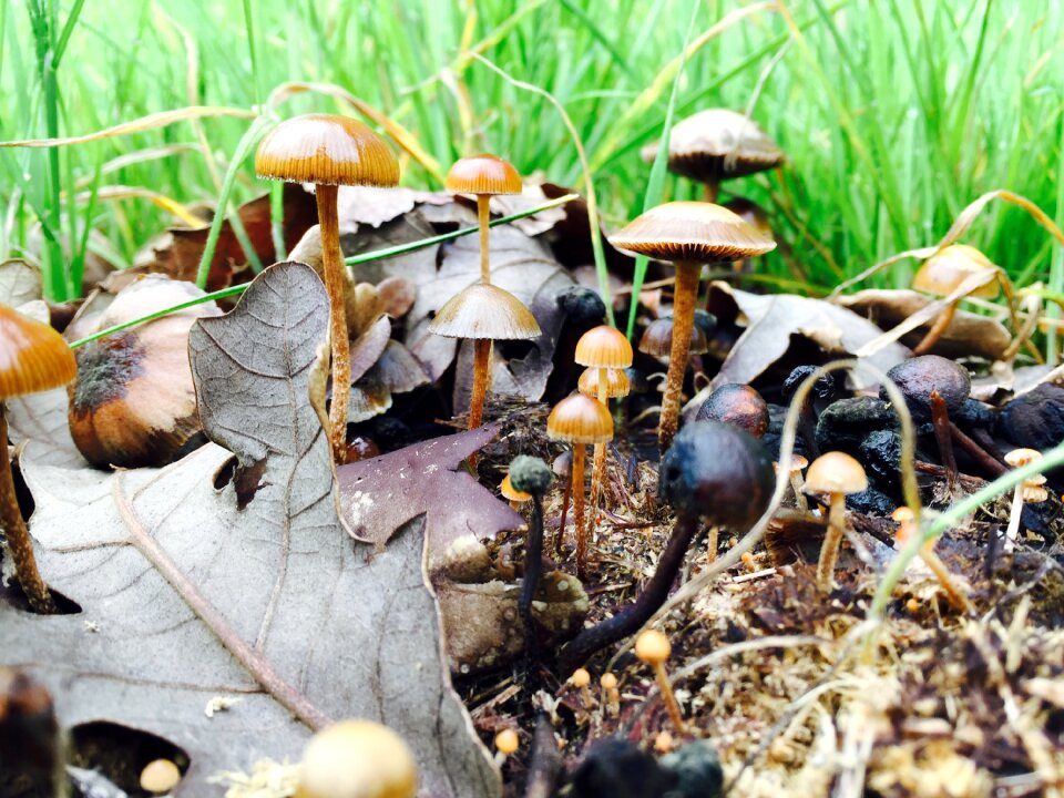 Fall fairy