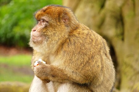 Barbary macaque animal cute