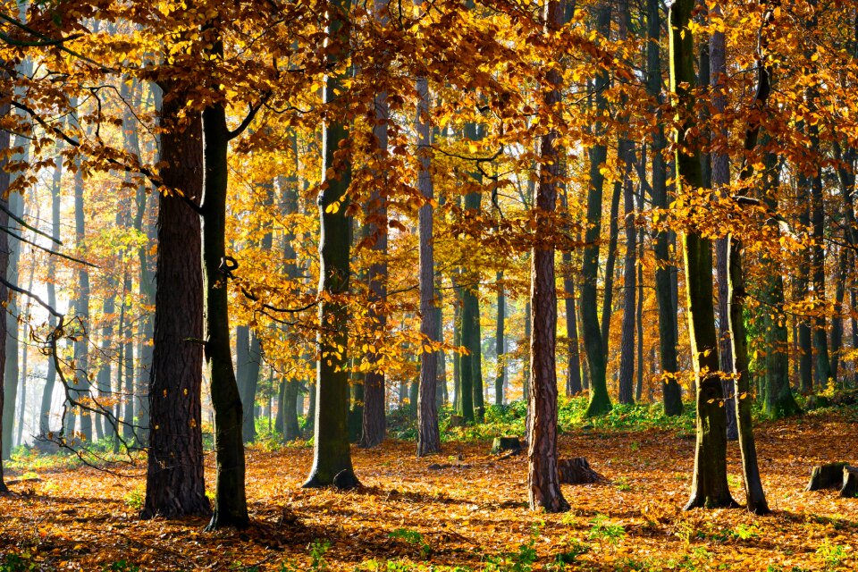 Nature trees country