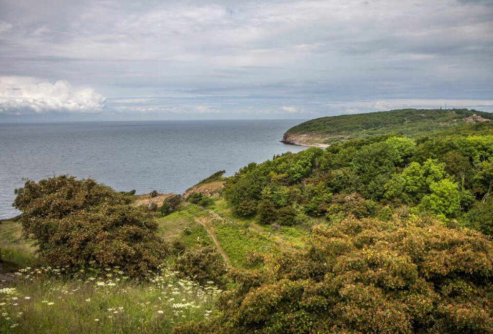 Beach denmark forest