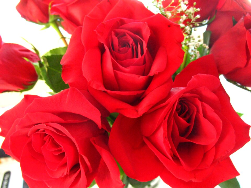 Love romance red roses