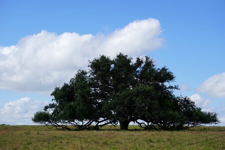 Oak tree blue sky photo