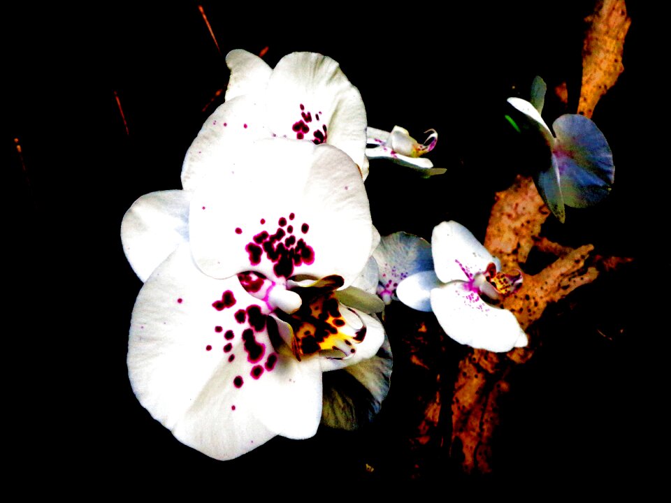 Orchid white violet close up