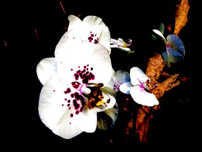 Orchid white violet close up photo