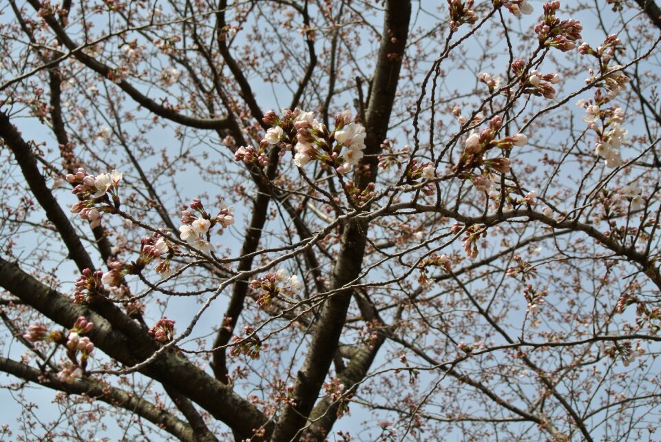 Plant pink cherry tree