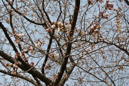 Plant pink cherry tree