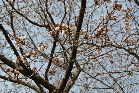 Plant pink cherry tree photo