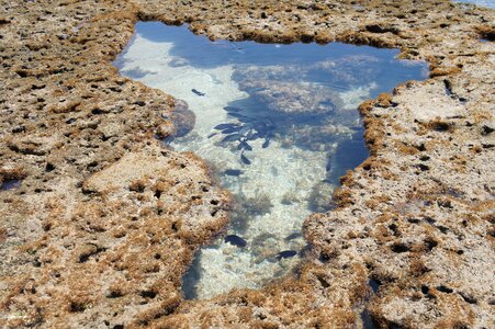 Fish porto coral reefs photo