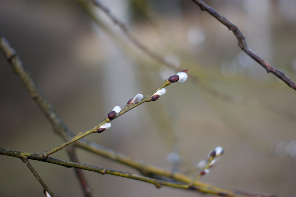 Branches tree spring
