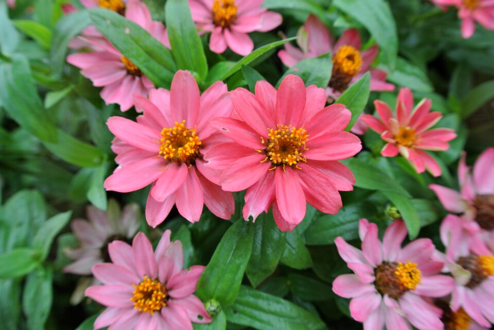 Pink flower zinnia pink petal