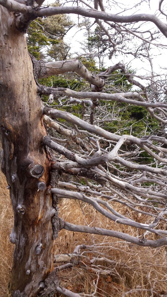 Wood trunk aging