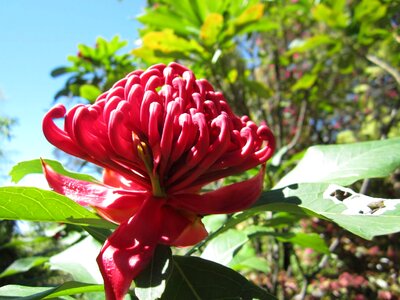 Flower australian red photo