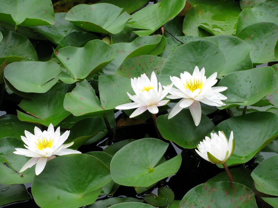 Nature waterlily water
