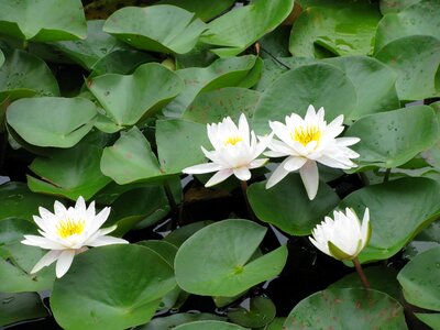 Nature waterlily water