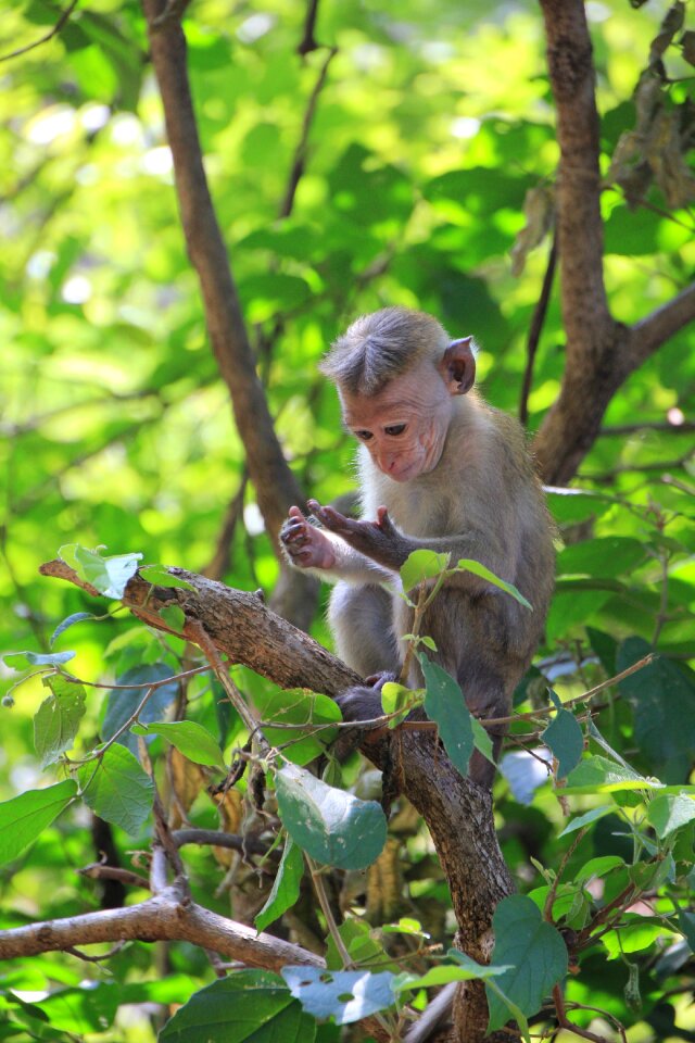 Cute animal primate