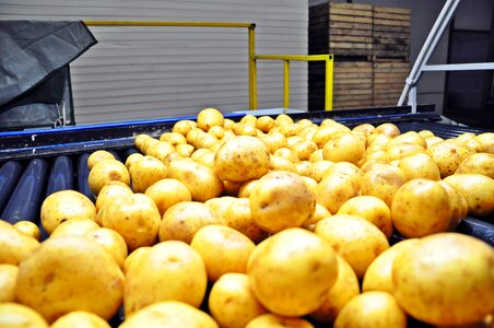 Sorting washing vegetables bulb