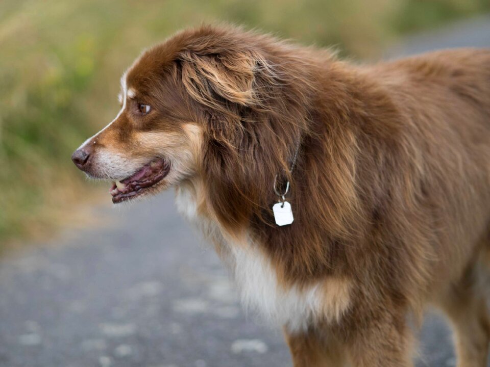 Dog herding dog shepherd