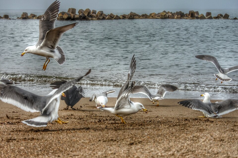 Sea gull seagull seabird