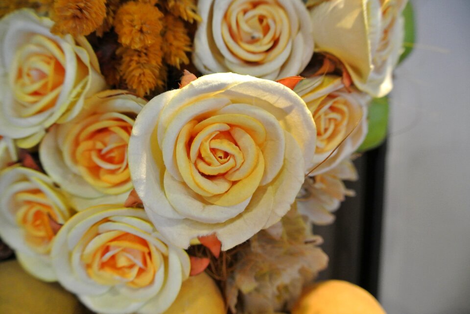 Plant dried flowers rose