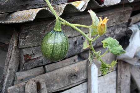 Plant flower