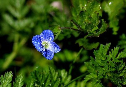 Rain splash cornflower