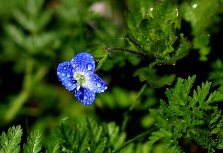 Rain splash cornflower photo