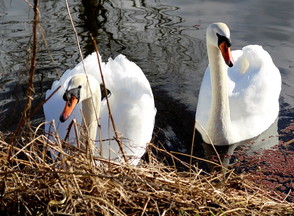 Nature bird white