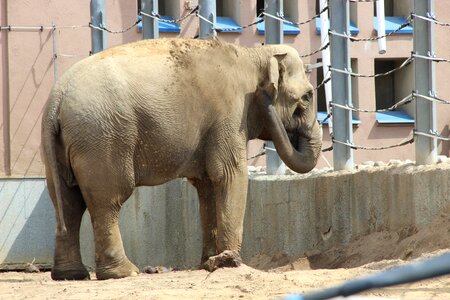 Summer animals trunk