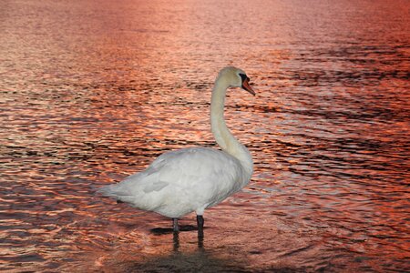 Abendstimmung waters bank photo