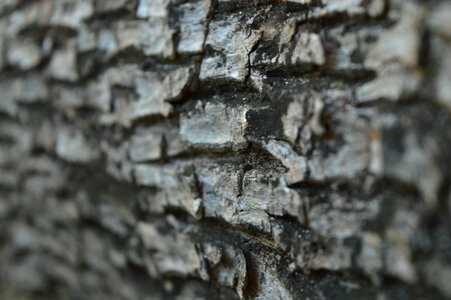 Nature texture pattern