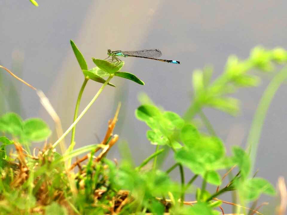 Insect meadow green photo