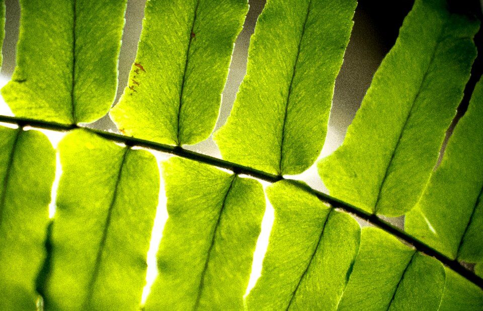 Plant nature forest