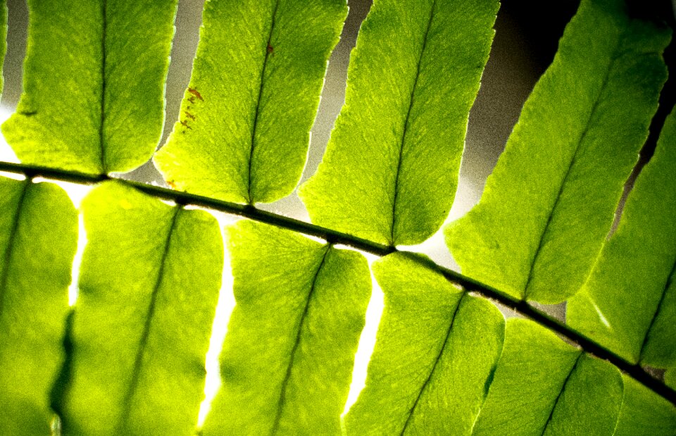 Plant nature forest photo