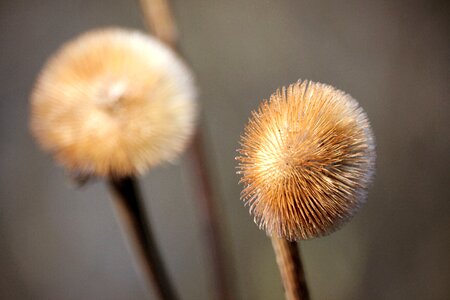 Garden natural growth