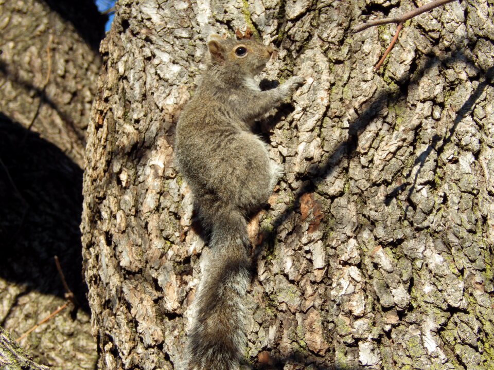 Tree climb