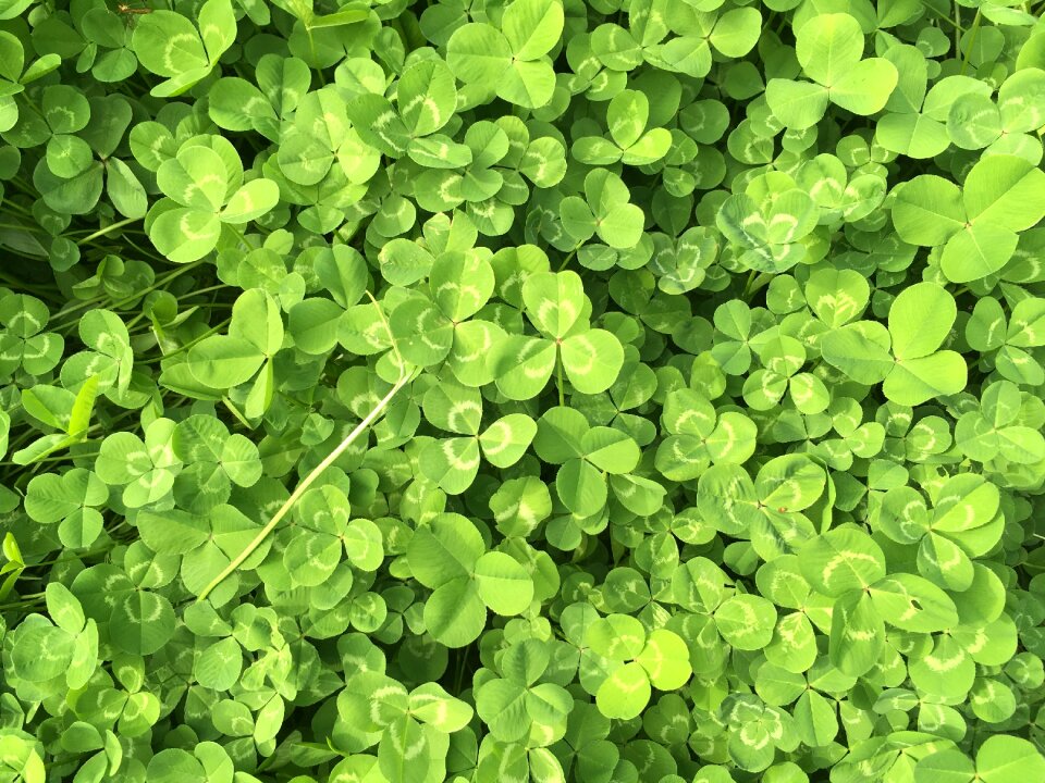Clover green spring