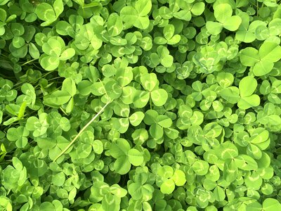 Clover green spring