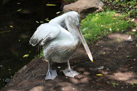 Pelican birds beak