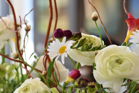 Strauss plant nature