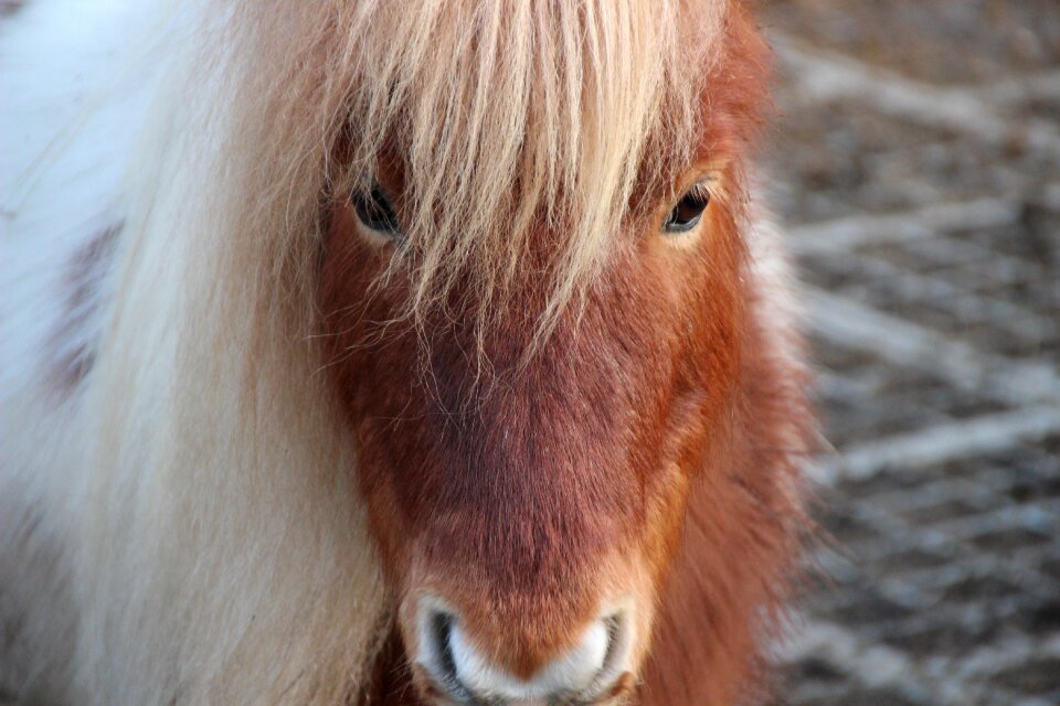 Minishettie mane blond