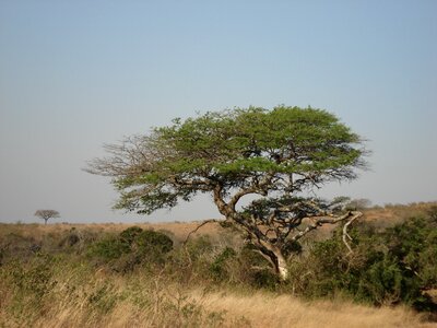 Africa landscape green tree