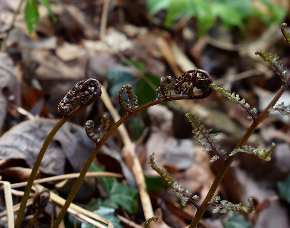 Fiddleheads new spring