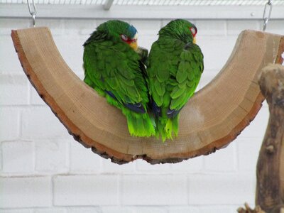 Green plumage lori photo