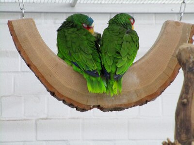 Green plumage lori